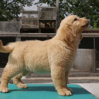 黃山市金毛犬出售血統(tǒng)純