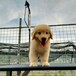 贺州市出售双血金毛犬品种