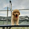 岳阳市出售双血金毛犬幼犬怎么养
