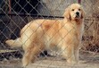西宁市出售双血金毛犬品种