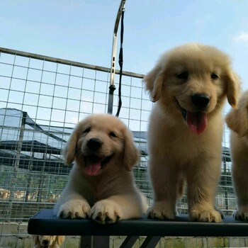 阿拉善盟哪里出售金毛犬幼犬怎么挑選