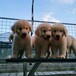 十堰市哪里賣金毛犬幼犬怎么挑選