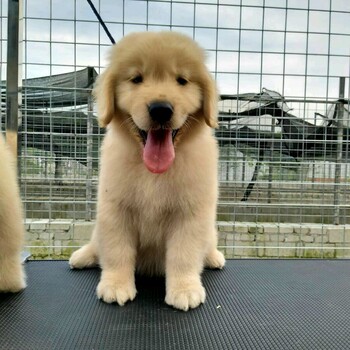 连云港市金毛犬出售血统纯