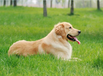 商洛市哪里賣金毛犬誠信經(jīng)營