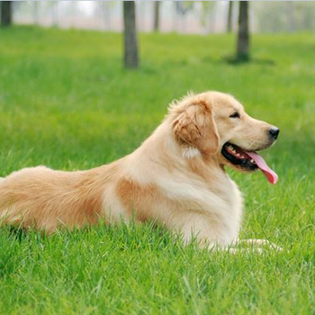 蚌埠市金毛犬出售飼養(yǎng)方法