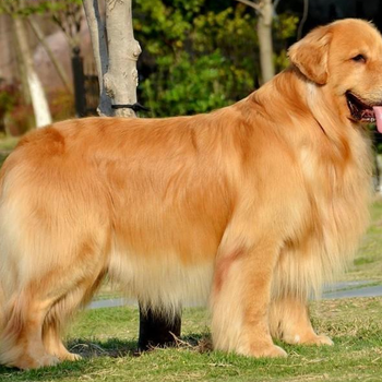 河南省金毛犬價(jià)格大小都有