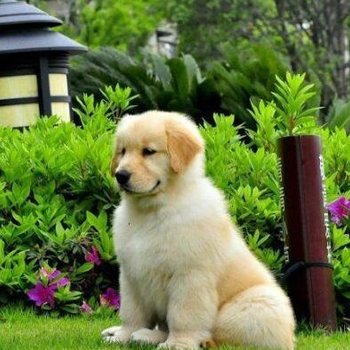 河南省金毛犬價(jià)格大小都有