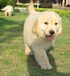沧州市出售双血金毛犬品种