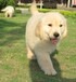 阿拉善盟金毛犬出售血統(tǒng)純