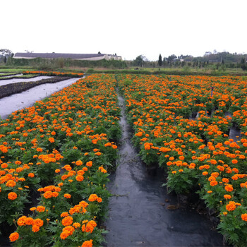 pp/pe白色黑色果園抑草布黑色農(nóng)用除草布園林防地布