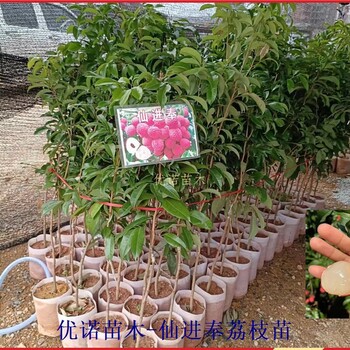 新品種荔枝苗仙進(jìn)奉荔枝果苗批發(fā)啦