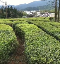 安徽红祁一号早茶苗图片