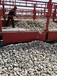 上饶于都县米黄色鹅卵石电力部门鹅卵石厂家批发供应