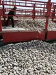 林芝地区米林县5-8厘米变压器鹅卵石米黄色鹅卵石报价图片