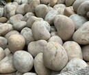 德宏陇川县5-8厘米变压器鹅卵石米黄色鹅卵石用途图片