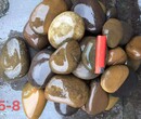 亳州利辛县5-8厘米变压器鹅卵石米黄色鹅卵石报价图片