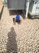 那曲地区申扎县变压器鹅卵石米黄色鹅卵石厂家批发图片