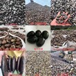蚌埠龍子湖區變壓器鵝卵石米黃色鵝卵石廠家批發圖片