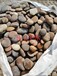 马鞍山雨山区5-8厘米变压器鹅卵石米黄色鹅卵石厂家批发