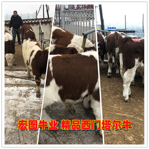 黑龙江西门塔尔大母牛多少钱一头