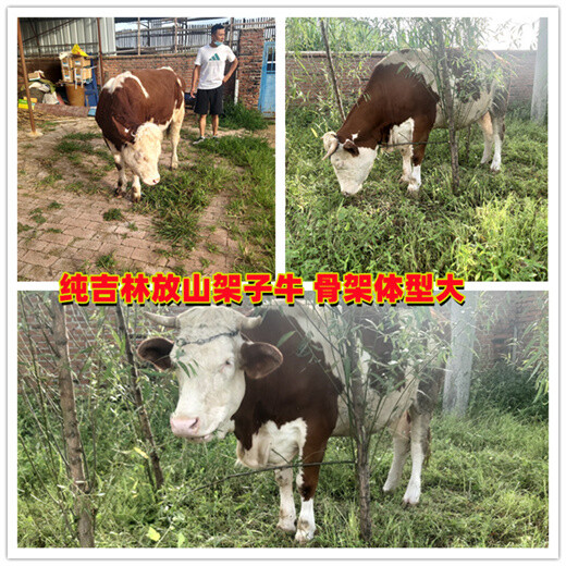 郑州800斤西门塔尔母牛价格