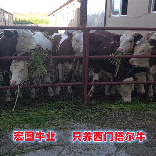 云南六百斤的西门塔尔母牛