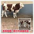 武威1000斤西门塔尔母牛价格图片