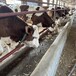 河北西门塔尔四代母牛纯种的价钱