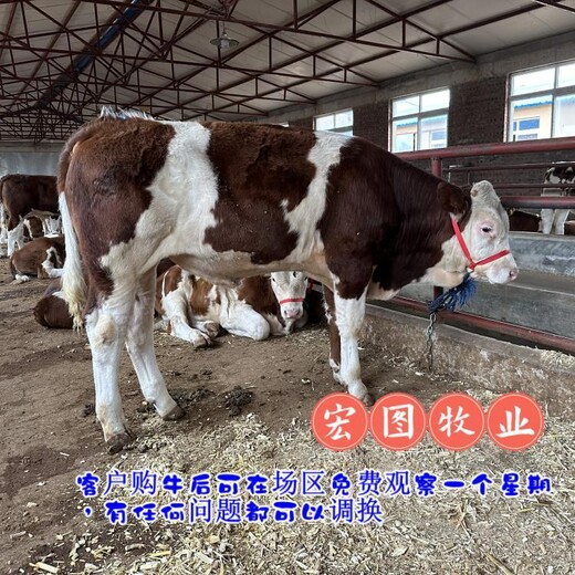 红白花的西门塔尔牛小母牛四百多斤价钱