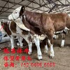 西门塔尔繁殖母牛800斤多少钱自养自销