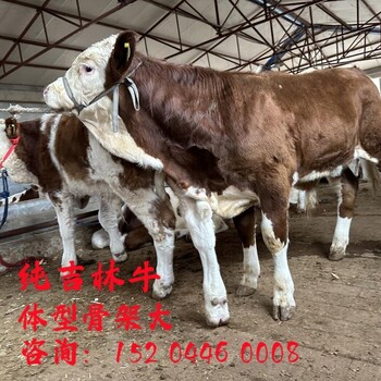 甘肃西门塔尔怀孕母牛纯放山牛饲养简单