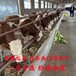 四肢强健西门塔尔成年母牛1000至1100斤多少钱一头