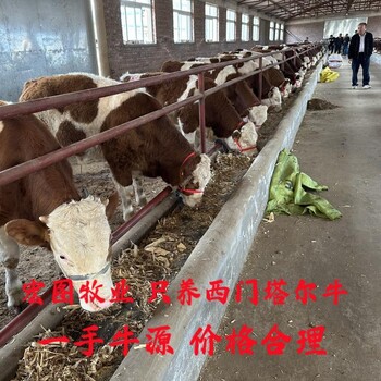400斤的西門塔爾母牛苗自養(yǎng)自銷價(jià)格