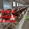 鄂州西门塔尔2岁母牛生态散养出栏快
