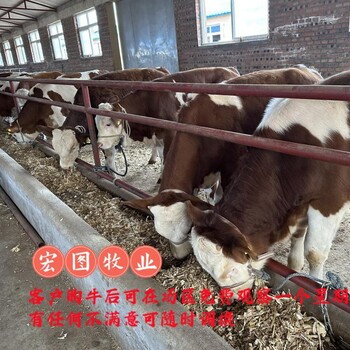 放山架子牛西門塔爾基礎母牛900至1000斤報價