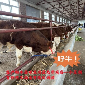 红河西门塔尔成年母牛放山架子牛提供技术