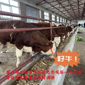 西門塔爾基礎(chǔ)母牛八百斤至九百斤現(xiàn)在什么價(jià)提供技術(shù)
