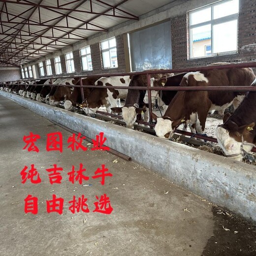 西门塔尔基础母牛900至1000斤的价钱育肥效果好