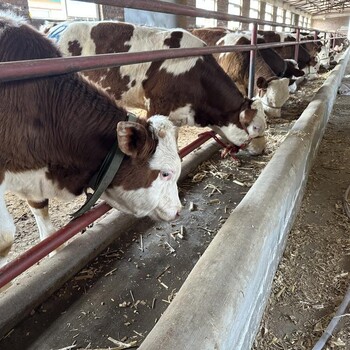 七个月西门塔尔小母牛犊数量充足新的价格