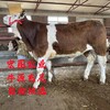 西門塔爾成年母牛800斤價格表提供養殖技術