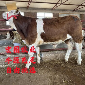 红白花的西门塔尔牛大母牛六个月的价钱