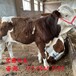 500斤西门塔尔基础母牛专车运输新的价格