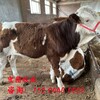 鄂州西門塔爾2歲母牛生態散養采食能力強