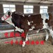 红白花的西门塔尔繁殖母牛一千斤至一千一百斤的报价
