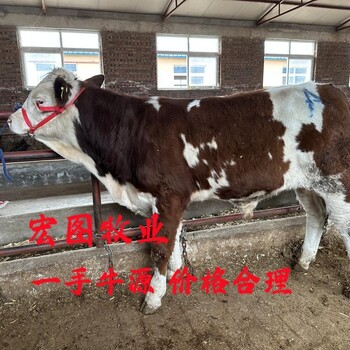 一头西门塔尔牛六个月的出售改良育肥小牛