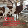 周期短西门塔尔小母牛七八个月价格