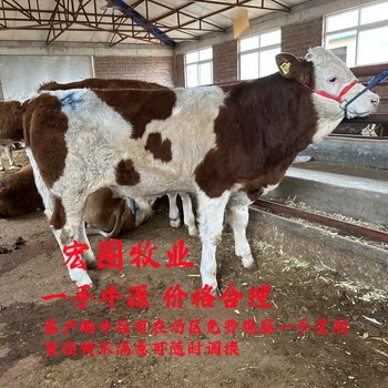 西门塔尔小母牛犊300--400斤要多少钱采食能力强