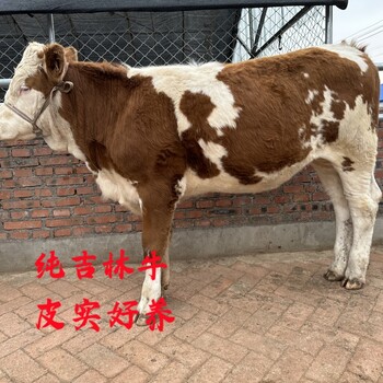 西门塔尔小母牛犊300--400斤要多少钱采食能力强