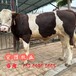 红白花的西门塔尔小母牛犊五百多斤价钱