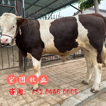400至500斤西门塔尔牛大母牛大小都有的价格